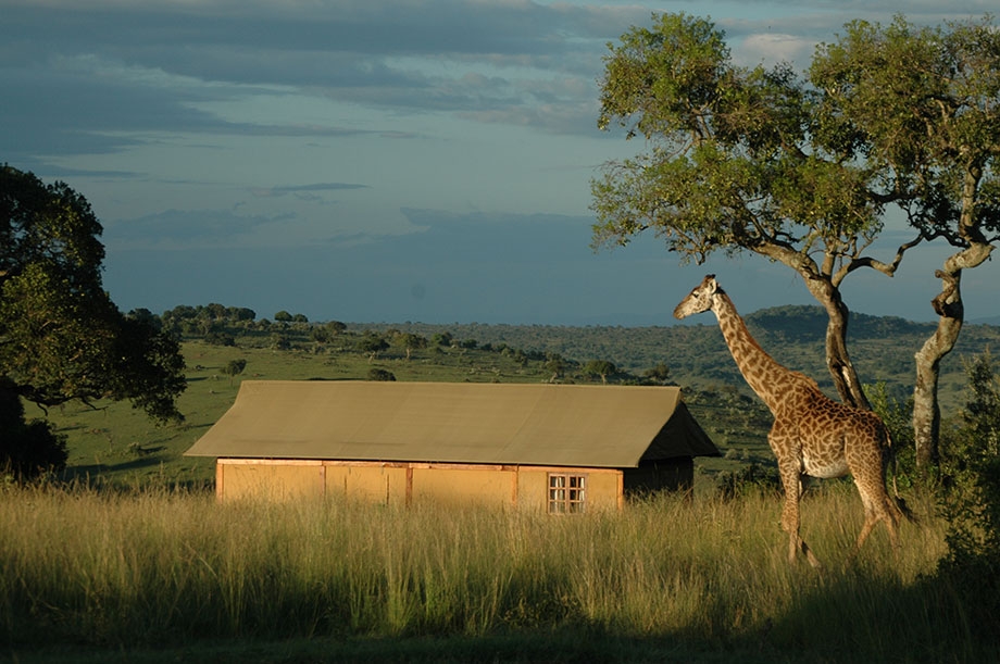 Giraffe beside one of the original buildings at Mara West