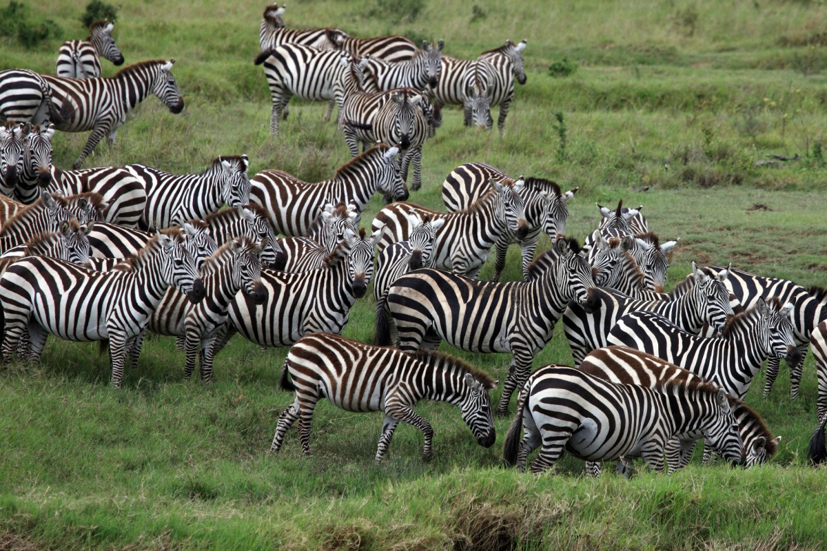 Zebra Herd Serengeti Tanzania Mara WestMara West Zebra Herd Serengeti Tanzania Mara WestMara West