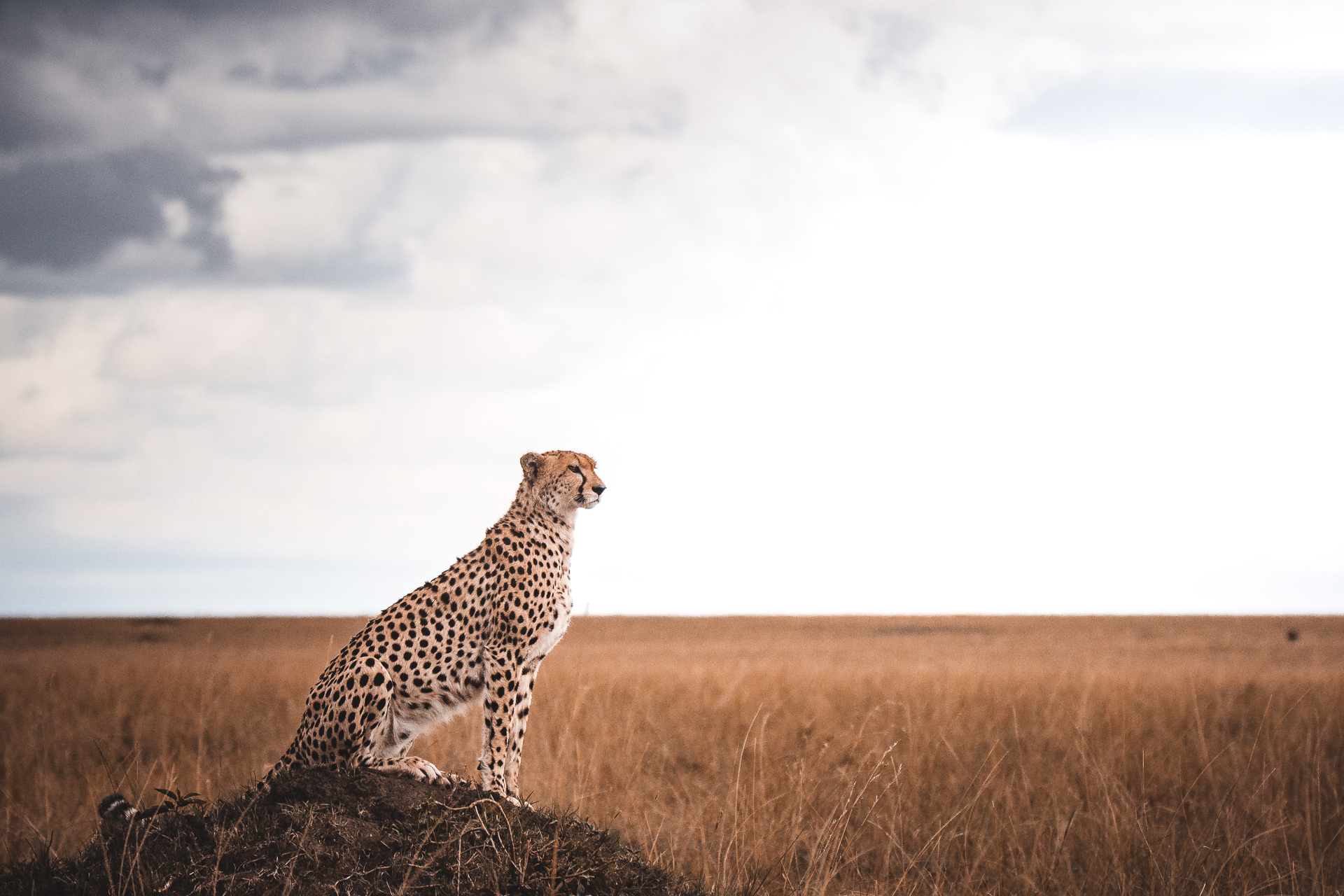 Cheetah overlooking the Masai Mara – Mara West Gallery