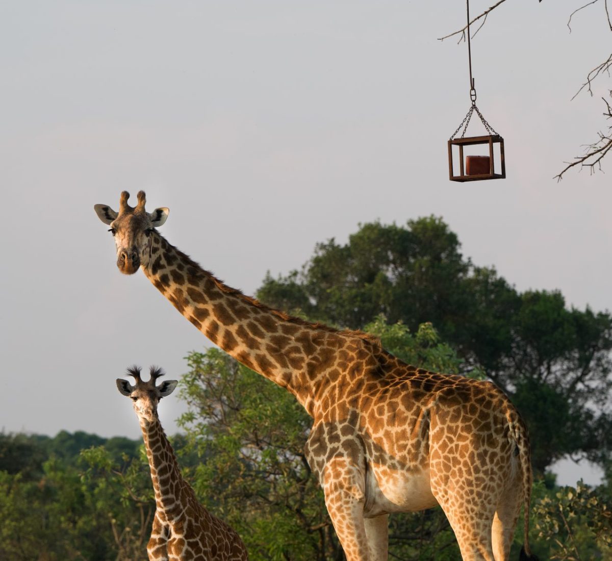 giraffe-saltlick