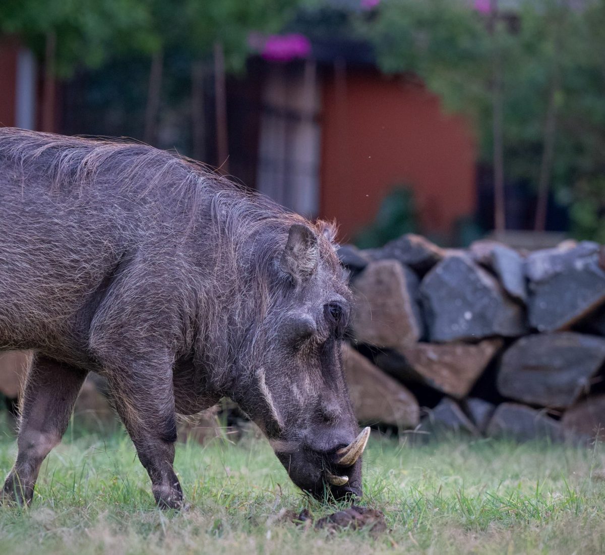 warthog-in-camp
