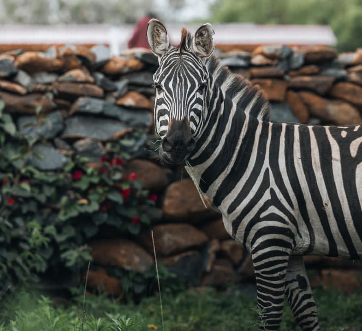 zebra-in-camp